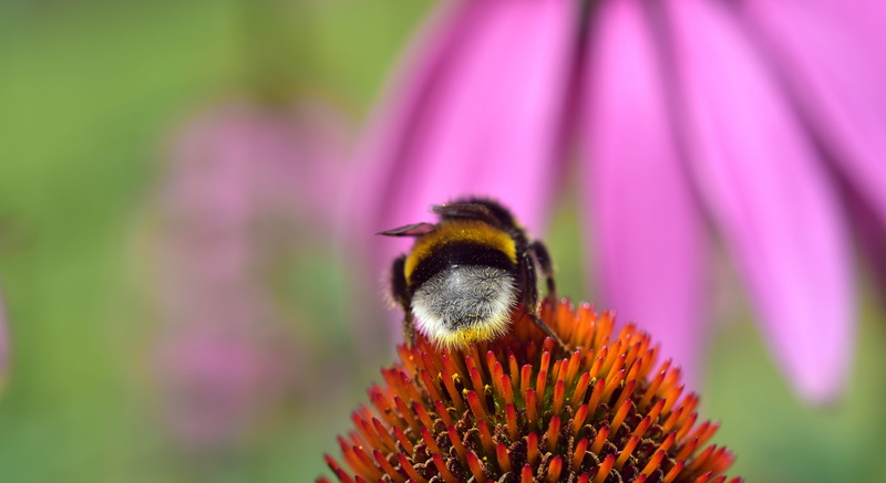 hummel, micro-cosmos, food, no people, close-up, macro, purple, flower, pollination, sunset, growth, fragility, bumblebee, freshness, invertebrate, animal wildlife