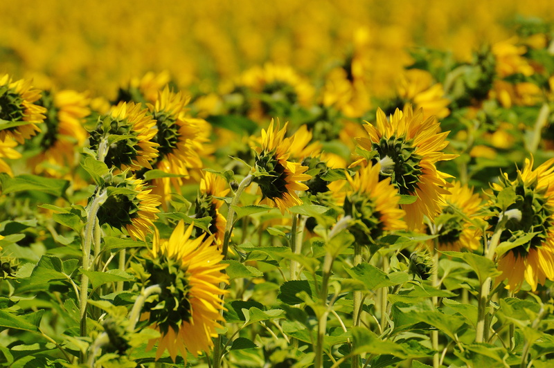 pollen, inflorescence, close-up, flower, 5K, land, insect, outdoors, sunny, pollination, no people, beauty in nature, field, sunflower, blossom, from the rear