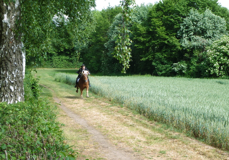 neuwied, green color, outdoors, pentecostal rider, real people, landscape, Reiter, riding, direction, tree, lifestyles, Forest, men, the way forward, plant