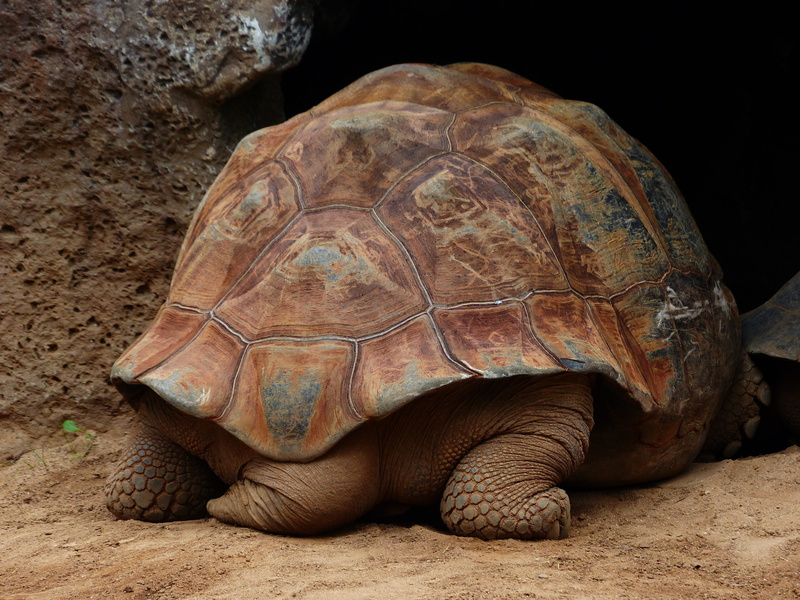 giant tortoise, zoo, pattern, Tail, tortoise shell, Turtle, tortoise, animal shell, one animal, nature, testudinidae, reptilia, geochelone, close-up, reptile