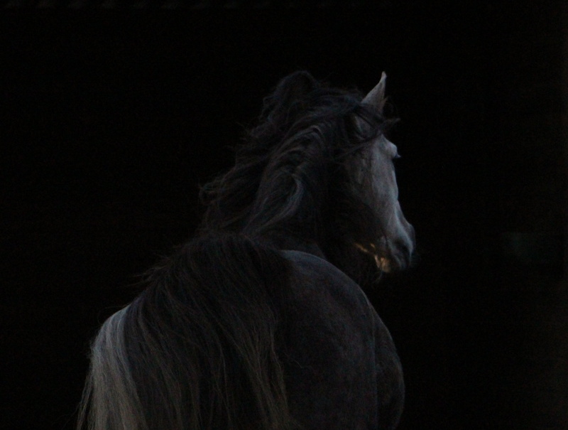 people, headshot, black Color, horse, women, mane, facing, rear view, 2K, long hair, real people, hairstyle, animal, dimlighted, stallion, area, indoors