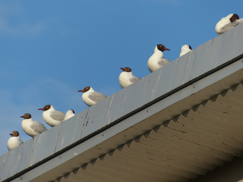 vertebrate, species, Gulls, breeding bird, perching, white, architecture, group of animals, large group of animals, animal themes, animal wildlife, outdoors