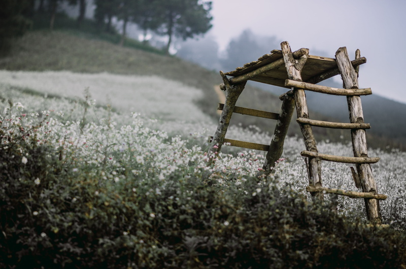 no people, field, tree, rural scene, plant, flower, alone, selective focus, brown, ball, day, cluster, still lifes, agriculture, sad, absence, landscape