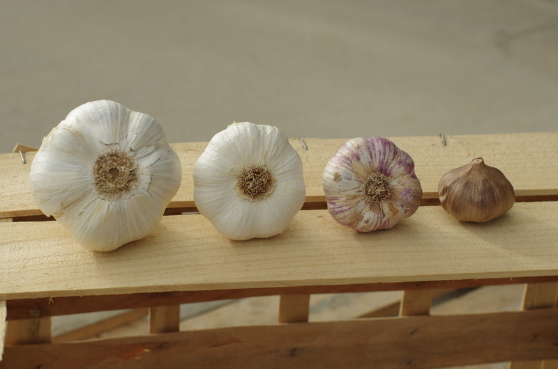 novelty, healthy eating, wellbeing, power, harvest, garlic bulb, spice, flavors, raw food, black garlic, no people, garlic grown, food, still life, nature