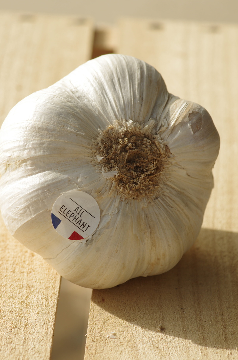 close-up, wellbeing, communication, harvest, agriculture, freshness, garlic, still life, text, western script, garlic elephant, novelty, indoors, food and drink