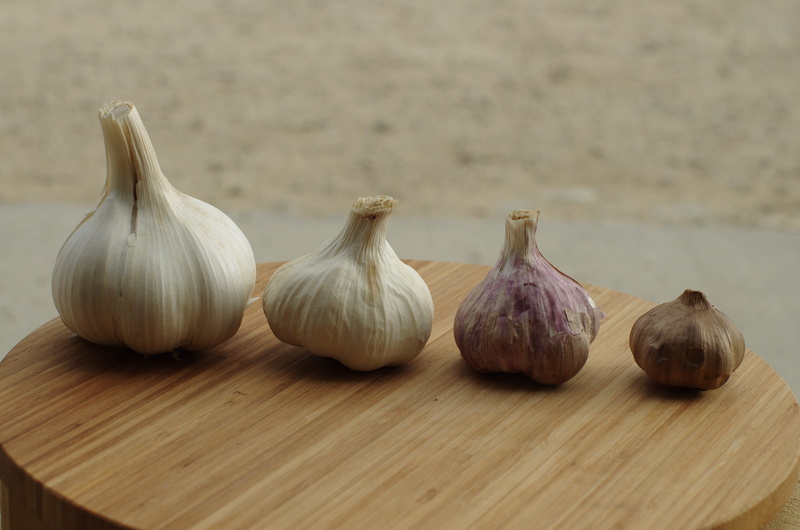 bulb, group of objects, rhône alpes, head of garlic, table, garlic bulb, purple garlic, garlic grown, food and drink, agriculture, ingredient