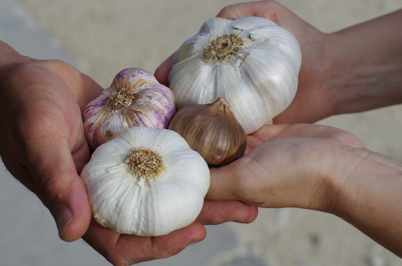 garlic grown, novelty, garlic white, food and drink, close-up, human hand, purple garlic, care, wellbeing, black garlic, vegetable, onion, person