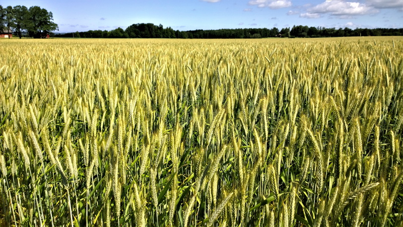 warm colors, crop, green color, outdoor, cereals, growth, wheat field, barley, swedish summer, grow, country, peaceful, farmer, agriculture, environment