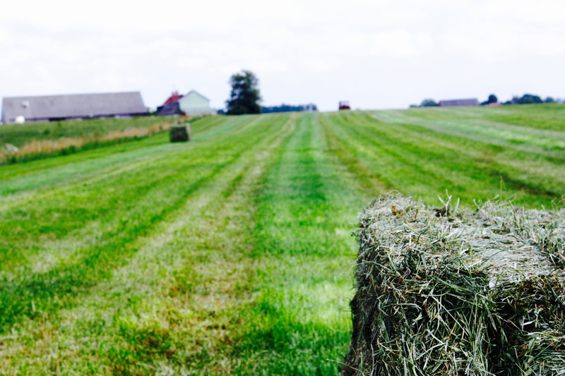 outdoors, green color, 4K, day, agriculture, rural scene, land, no people, harvest time, nature, scenics - nature, straw, summer, fresh, grass, tranquil scene