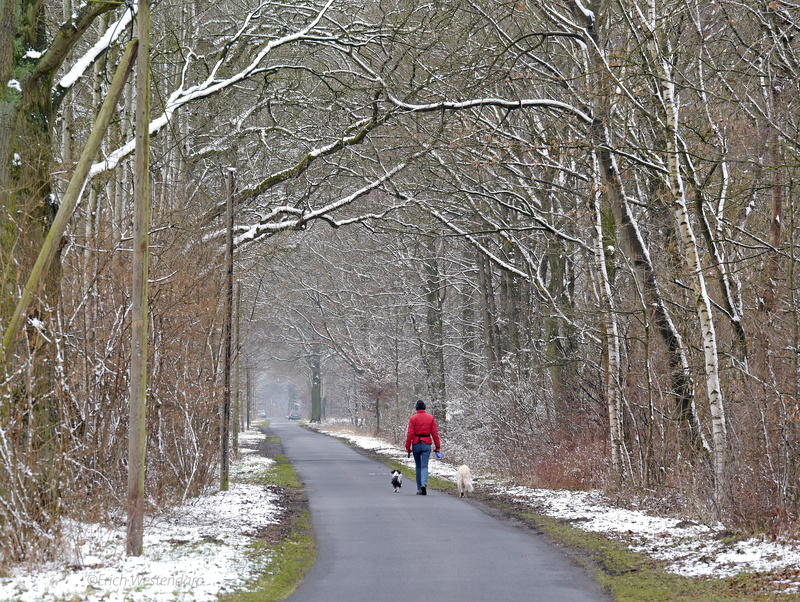 Winter, 4K, cold, the way forward, warm clothing, lifestyles, bare tree, Dirt Track, snow, rear view, time Of Day, real people, cold temperature, aesthetic