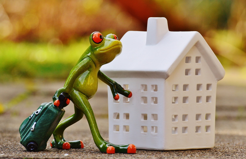food, day, nature, new beginning, animal wildlife, food and drink, near, holdall, go away, toy, art and craft, focus on foreground, childhood, frog, close-up