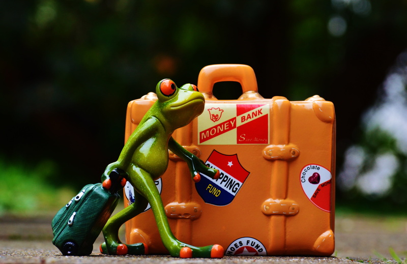 close-up, frog, farewell, frogs, 4K, humor, holdall, holidays, representation, no people, luggage, food, focus on foreground, funny, day, holiday, sunlight