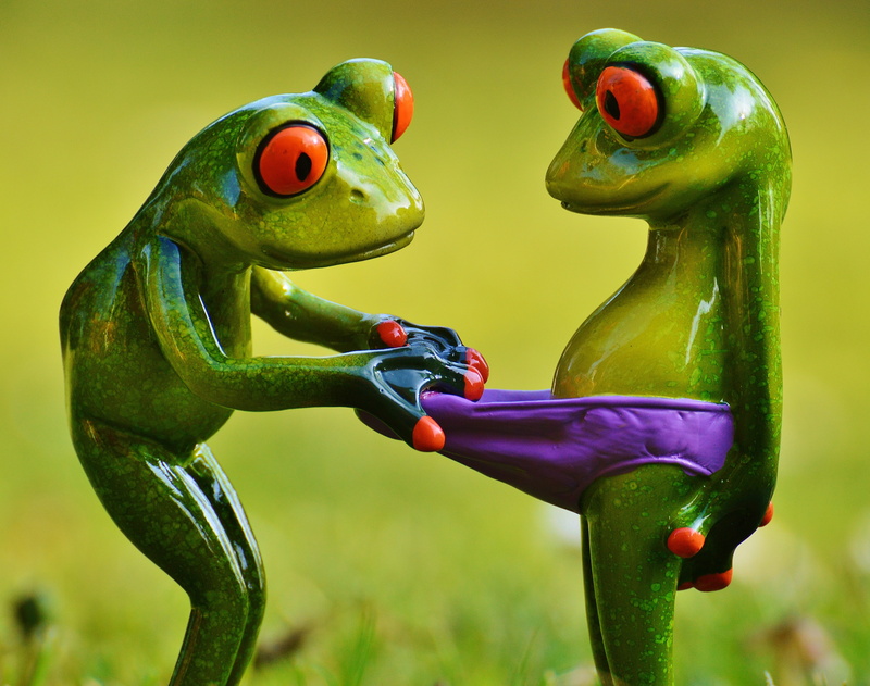 one animal, meadow, close-up, cute, focus on foreground, amphibian, sweet, nature, Surprise, animal, plant, creativity, Fun, frog, Curious, toy, representation