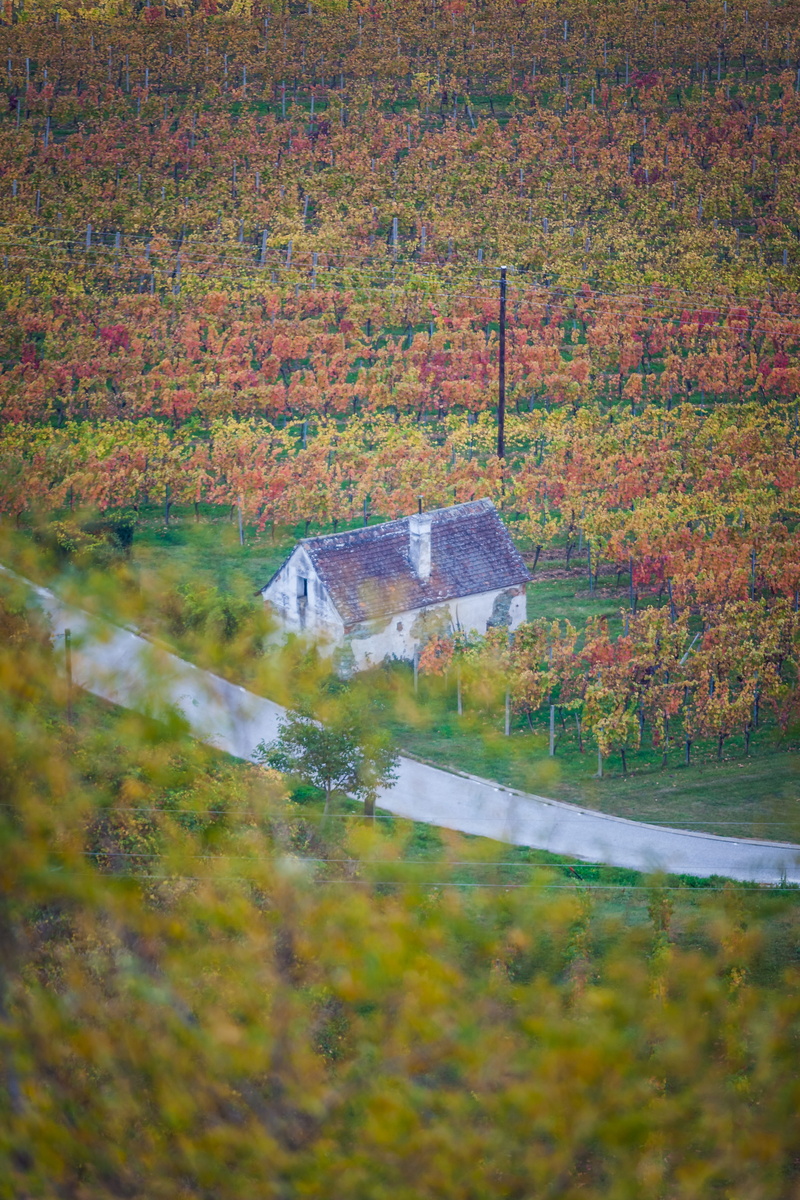 road, beauty in nature, nature, built structure, lake, hut, no people, plant, day, vegetation, tree, grass, water, field, house, scenics - nature, reflection