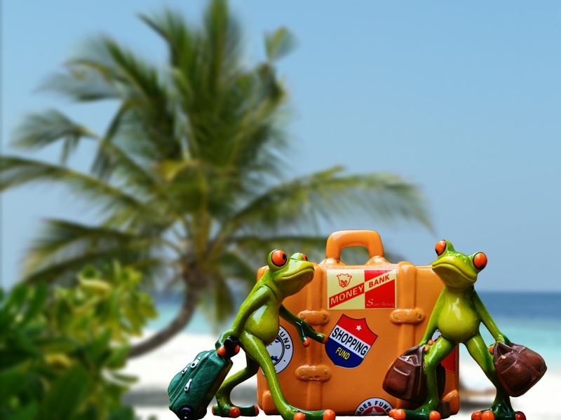 tropical climate, frog, holidays, plant, palm trees, travellers, palm tree, travel, transportation, low angle view, kermit, beach, funny, nature, toy, focus on foreground