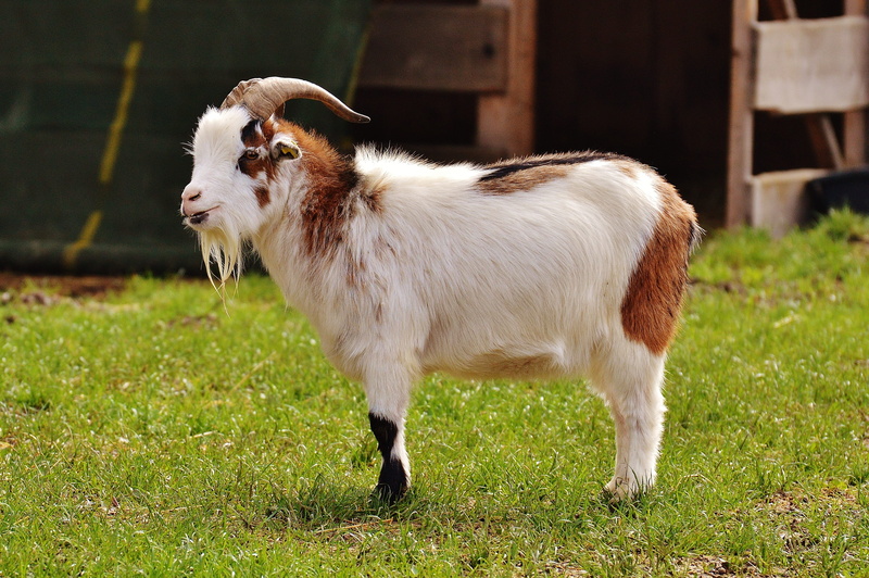 iffeldorf, young animal, field, Animal, farm, one animal, mammal, satisfied, animal, herbivorous, standing, grass, domestic, Farm, Billy Goat, no people