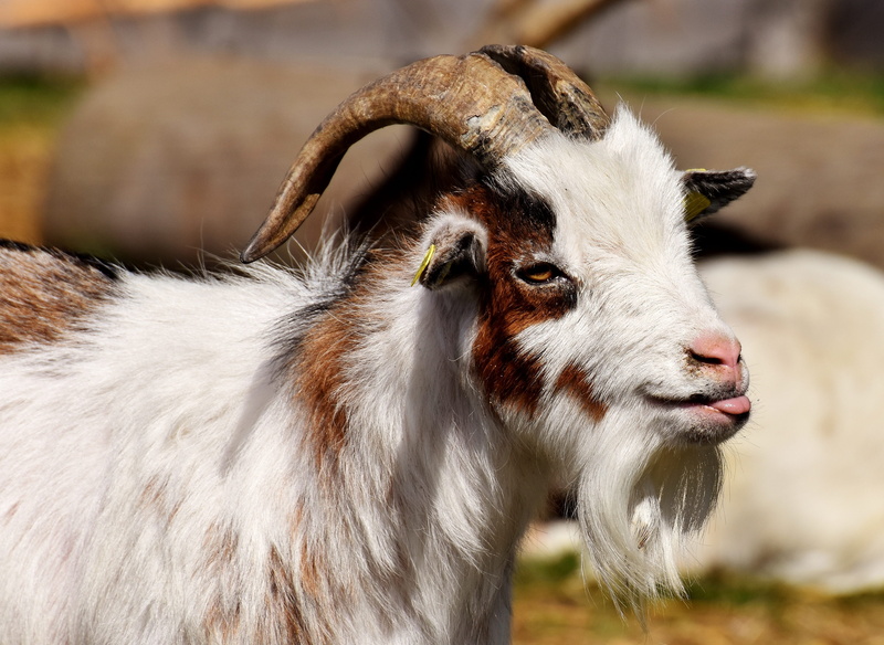 4K, in the case of commercial use, looking at camera, close-up, vertebrate, no people, domestic, photo, animal body part, white, nature, day, mammal, approval