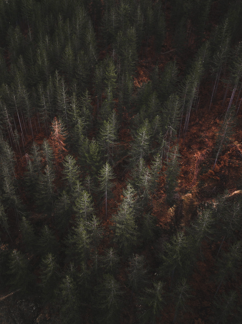 dark, beauty in nature, 2K, pine, no people, folk, mountain, order, growth, tranquility, outdoors, outdoor, adventure, eye, field, trees, satisfying, moody