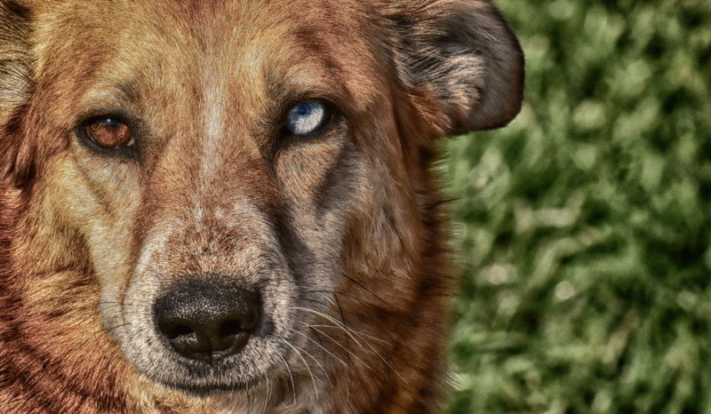 mammal, brown, day, domestic animals, sanctuary, different eye colors, satisfied, animal eye, domestic, 4K, animal mouth, land, canine, animal head, whisker