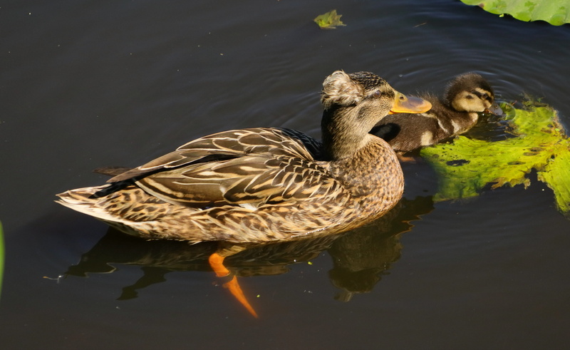 animal family, waterfront, floating on water, duck child, duck, nature, mama, satisfied, bird, mother, swimming, young animal, sweet, early summer, animals in the wild