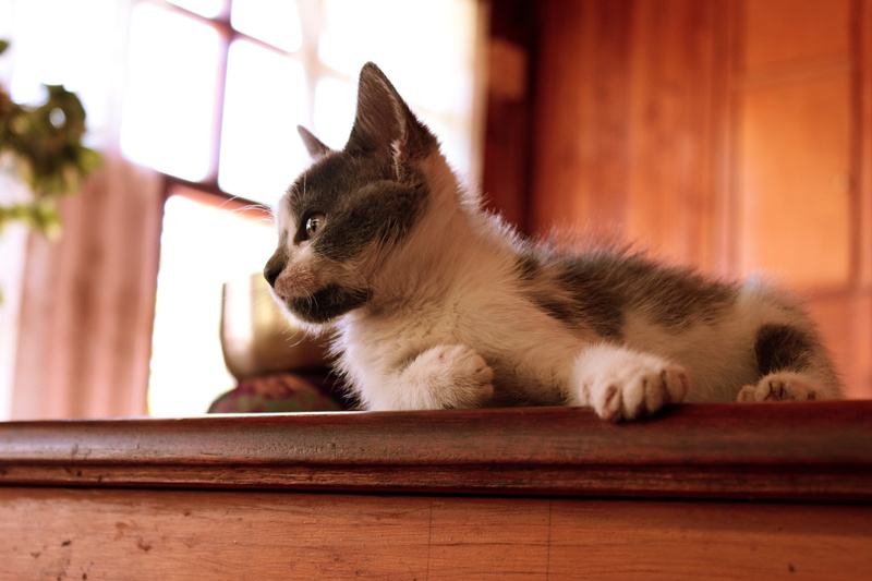 one animal, vertebrate, domestic Animals, pet, 4K, relaxation, no people, animal, gray, brown, feline, domestic Cat, whisker, looking, on top, indoors