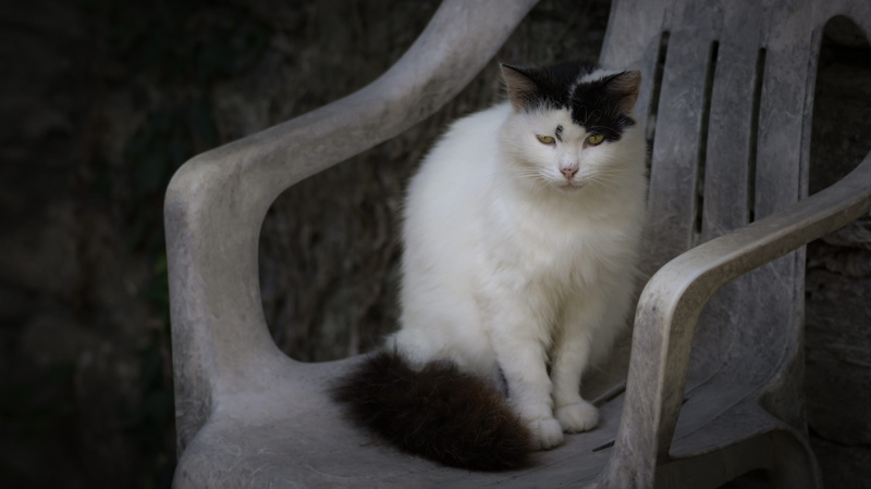 Chair, white, vertebrate, focus on foreground, black, mammal, cute, pets, whisker, animal themes, domestic Animals, feline, domestic, domestic Cat, one animal