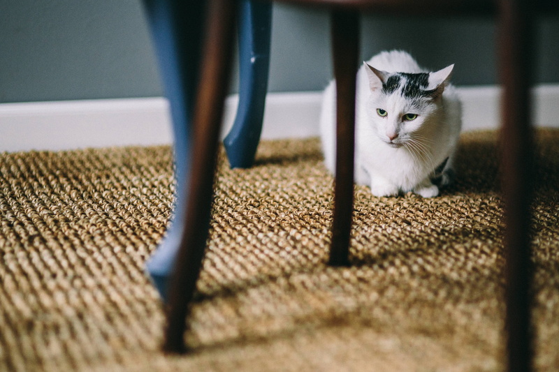 table, black, white cat, cat, indoors, one animal, portrait, whisker, vertebrate, animal themes, selective focus, domestic Animals, feline, mammal, kitten