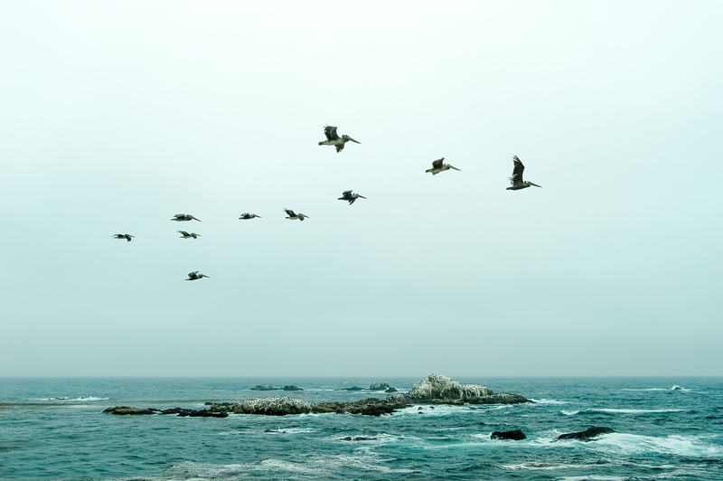 animals in the wild, peaceful, united states, nature, flying, large group of animals, no people, 2K, pelicans, pacific, water, point lobos state natural reserve