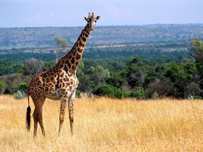 long, grass, neck, long neck, animals, giraffe, trees, 480P