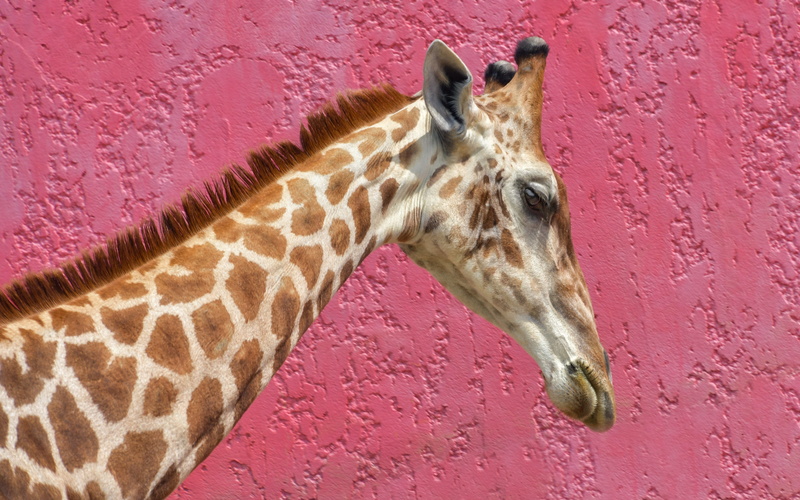 animal themes, livestock, animal body part, animal, long neck, vertebrate, animal head, built structure, day, pink, animal wildlife, herbivorous, mammal