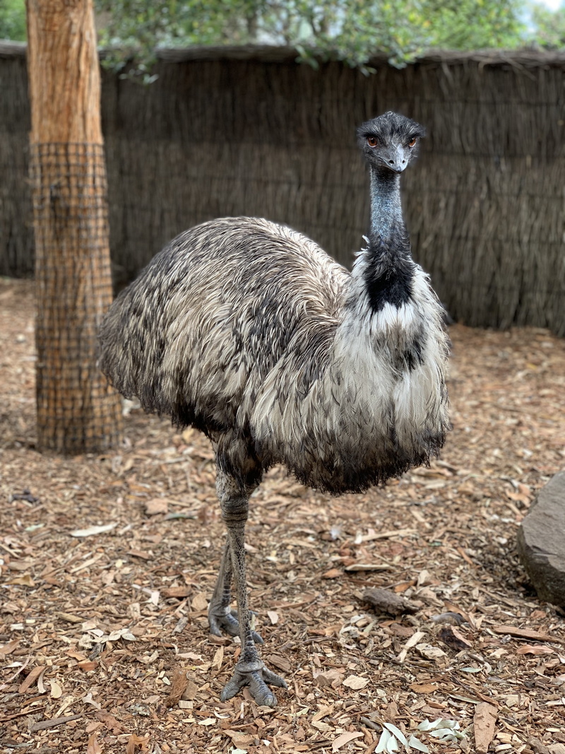 land, agriculture, tree, wildlife, emu, vertebrate, full length, farm, day, bird, plant, nature, 4K, one animal, zoo, animal, no people, focus on foreground