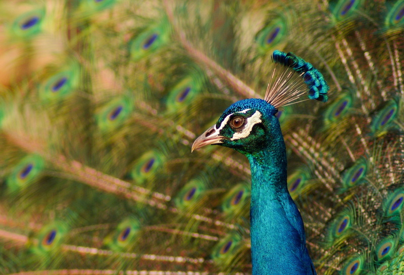 peacock feather, animal wildlife, no people, bird, day, animals, 1080P, animal neck, animal body part, one animal, vertebrate, nature, multi colored, close-up