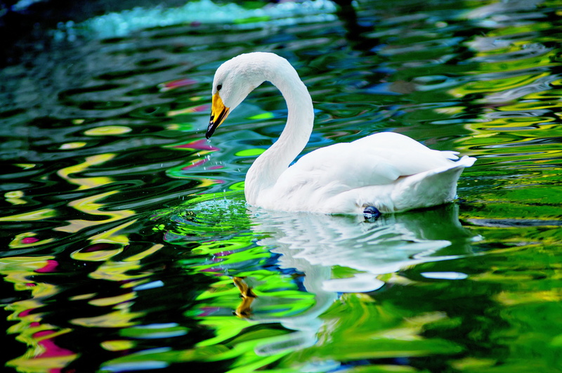 day, 4K, animal neck, water bird, lake, vertebrate, swan, group of animals, floating on water, animal, rippled, water, white color, animal themes, beauty in nature