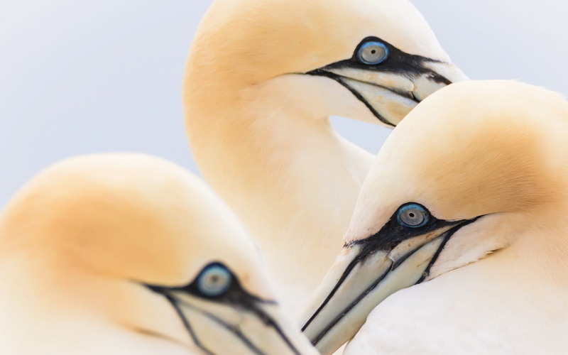 animal eye, animal family, day, beak, animal head, 720P, animal neck, eye, animal wildlife, vertebrate, no people, animal themes, animals in the wild