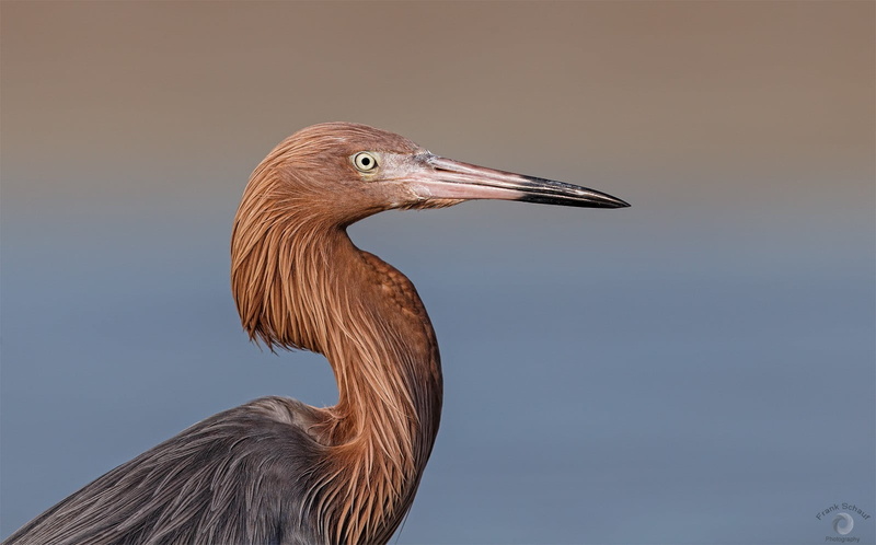 looking, close-up, bird, photography, beak, animal, looking away, vertebrate, animals, one animal, day, side view, animal wildlife, beauty in nature, animal head
