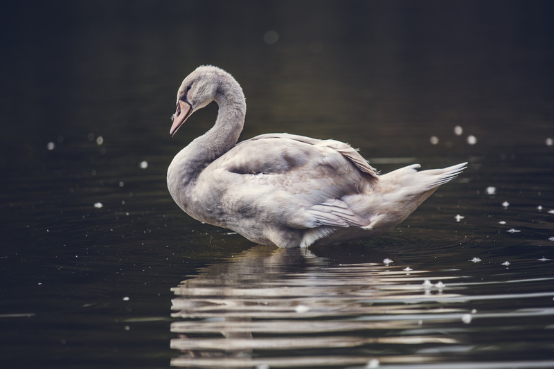 vertebrate, beauty in nature, animal neck, bird, swan, nature, painting, no people, water bird, waterfront, reflection, gray, swimming, water, animal themes