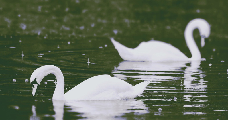 swan, photography, cygnet, water, floating on water, animal wildlife, vertebrate, animal neck, reflection, swimming, white color, no people, bird, animal