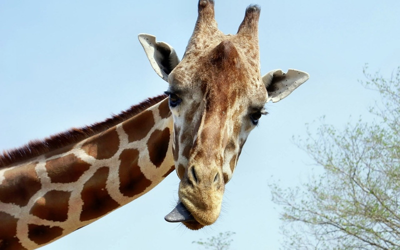 no people, sky, mammal, one animal, outdoors, animal neck, animal, animals in the wild, animal body part, animal markings, day, domestic animals, low angle view