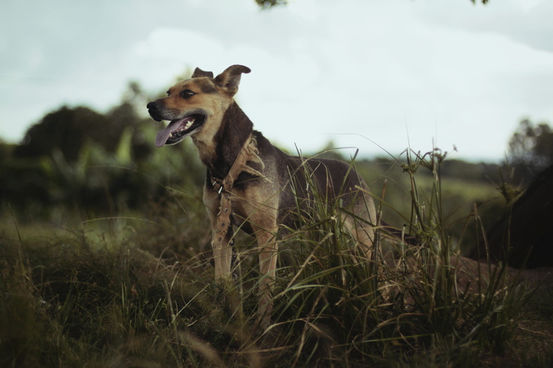 vertebrate, countryside, selective, dog, black, nature, canine, hound, collar, animal, land, grasses, no people, hunting dog, pets, ear, mammal, bokeh