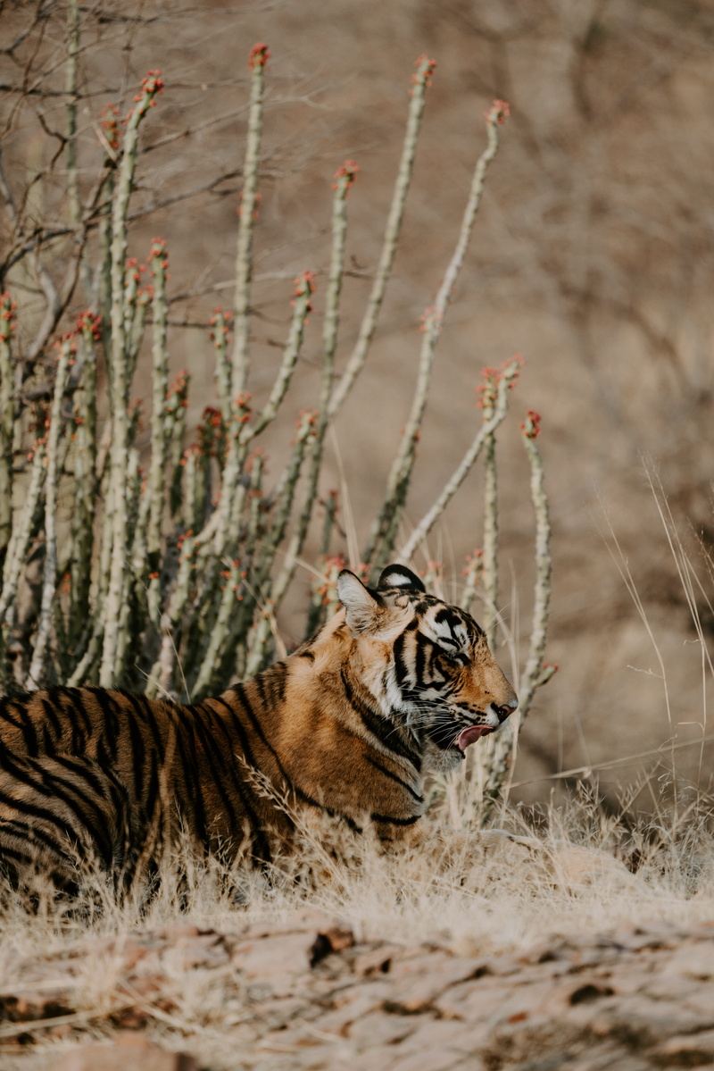 reclining, wildlife, bengal, striped, bush, outdoor, undomesticated cat, feline, carnivora, resting, relaxation, dry, animals in the wild, day, tounge