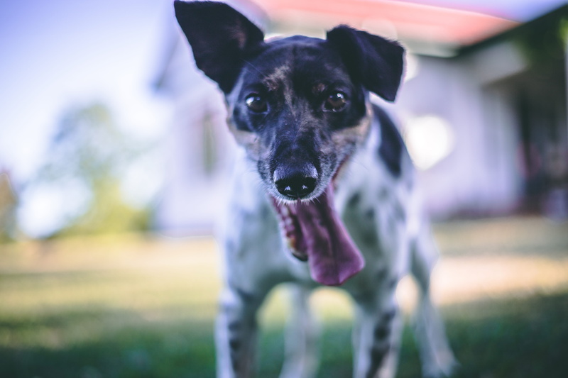 domestic animals, new zealand, tounge, portrait, vertebrate, black color, puppy, close-up, canine, looking at camera, teenager, 5K, mammal, day, grass