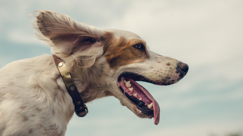 mouth, happy, pet collar, animal, looking away, head, profile view, collar, animal themes, tounge, one animal, focus on foreground, english setter, domestic