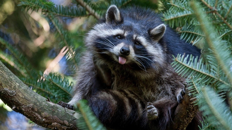 plant, nature, tounge, 1080P, raccoon, one animal, mouth, day, animals in the wild, close-up, selective focus, branch, no people, outdoors, mammal, tree