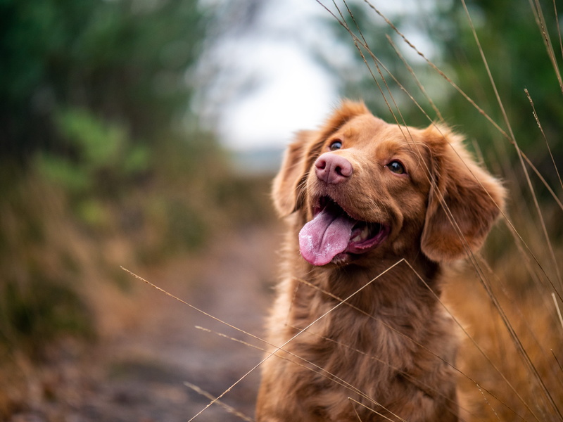 cute backgrounds, animal body part, nova, focus on foreground, medium, cute, mouth open, day, looking, outdoors, one animal, facial expression, animal themes