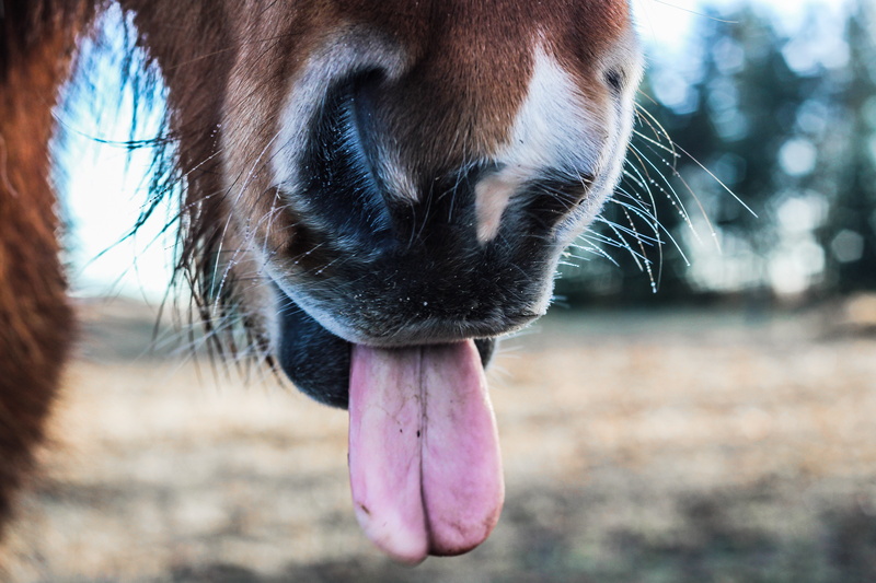 5K, closeup, pony, focus on foreground, nose, donkey, animal themes, animal nose, animal mouth, brown, mouth open, nature, focus, domestic animals, tounge