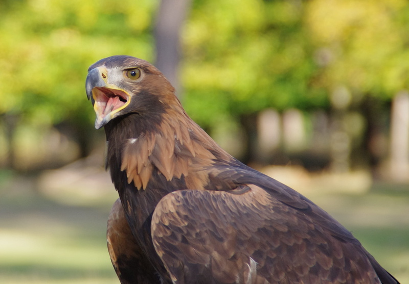 nature, feather, beak, 2K, focus on foreground, animal body part, one animal, close-up, bird of prey, mouth open, tounge, cry, Golden Eagle, Adler, vertebrate