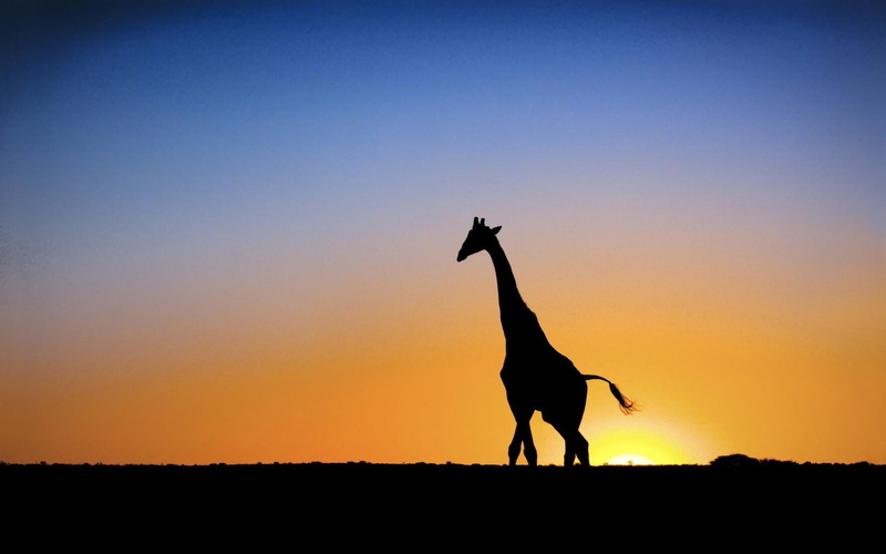 1080P, sunset, giraffe, Sun