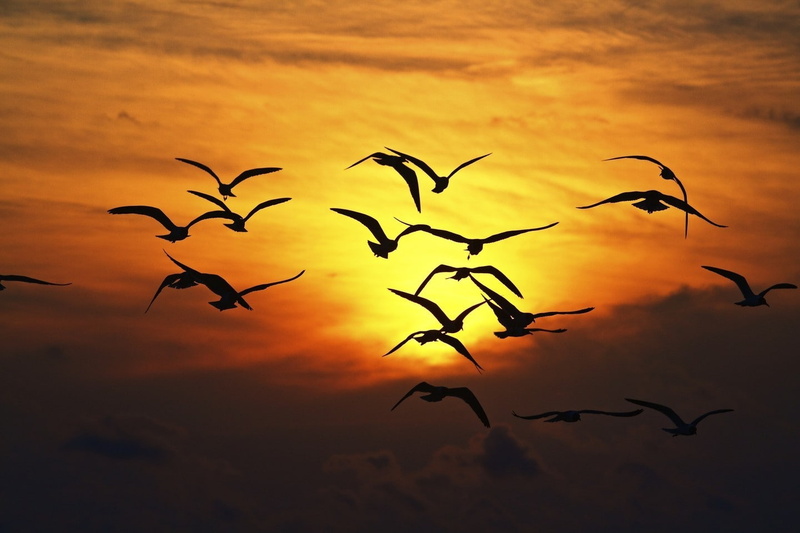 animals in the wild, no people, love, tranquility, nature, silhouette, beauty in nature, flock of birds, bird, birds, vertebrate, cloud - sky, happy, animal themes