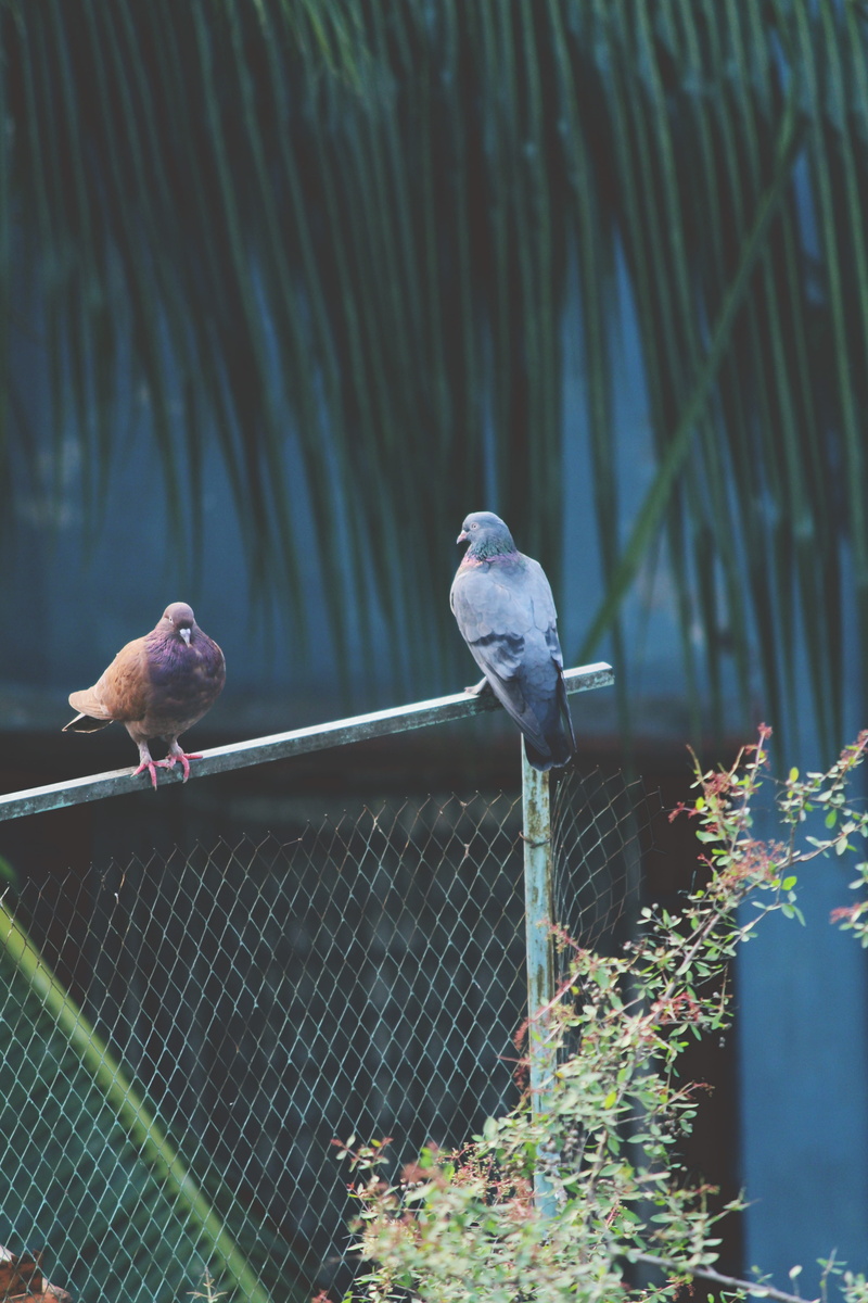 plant, kid, barrier, fence, two animals, animal, jamtola, bird, sweet, protection, colourful, 5K, birds, focus on foreground, sky, rooftop, dhaka, animals in the wild