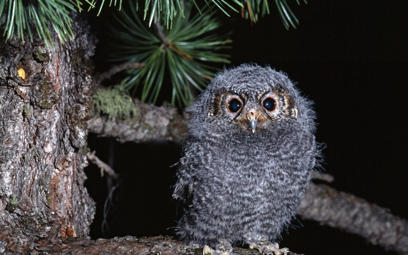 bom, girl, grey, female, kurd, animals, lady, owl, anime, 2K, baby